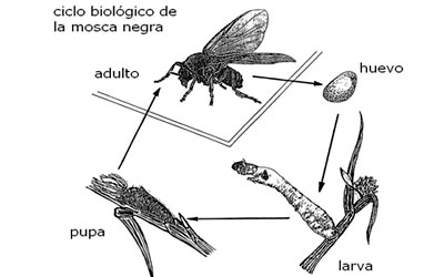 Cicle biològic de la mosca negra