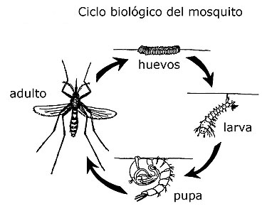 Cicle Biològic del mosquit